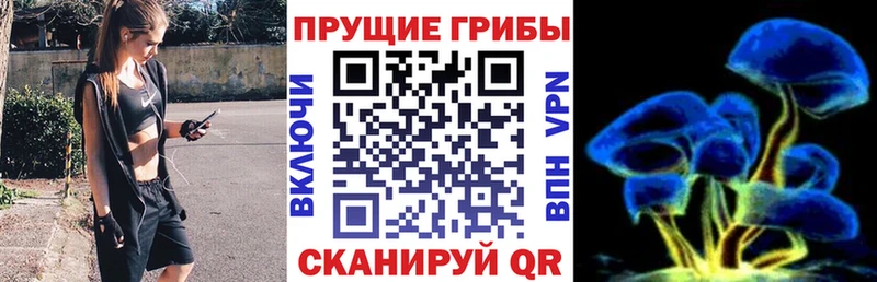 закладка Надым Псилоцибиновые грибы Psilocybine cubensis